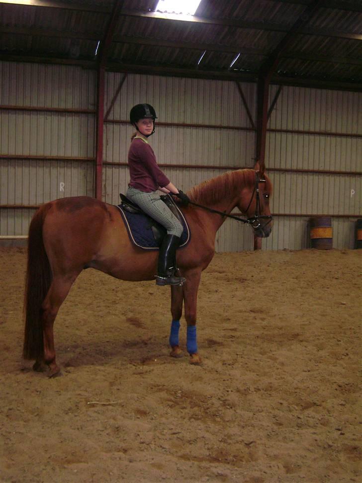 Anden særlig race Picasso billede 3