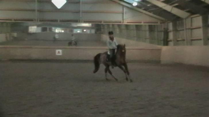 Anden særlig race Picasso billede 4