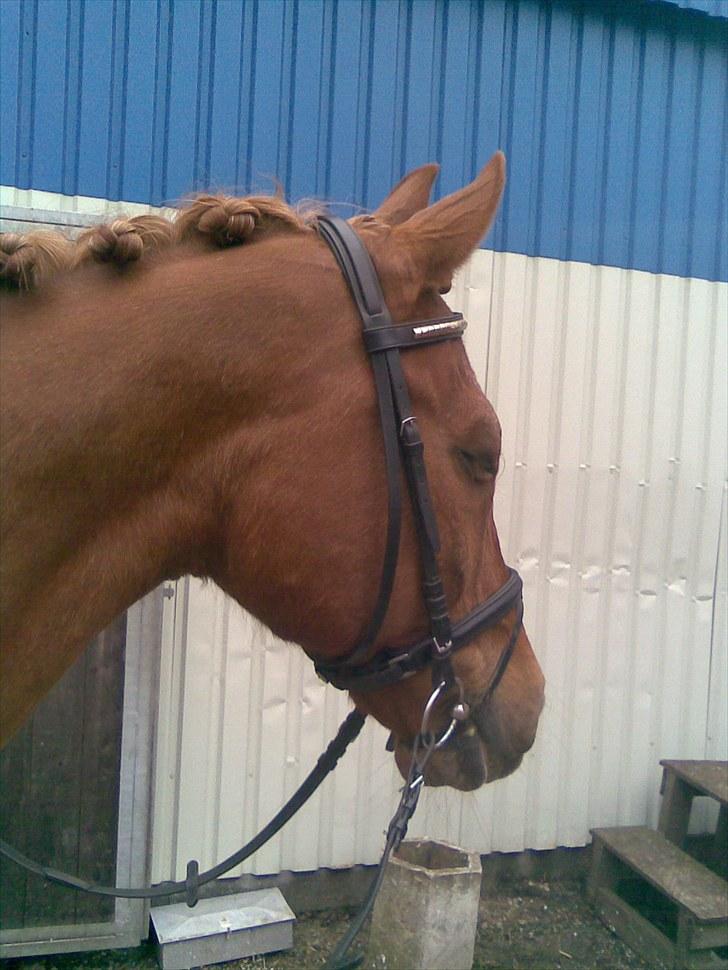 Anden særlig race Picasso billede 5