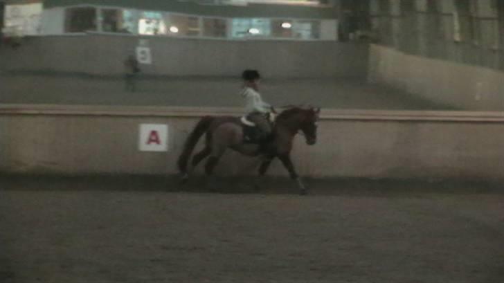 Anden særlig race Picasso billede 6