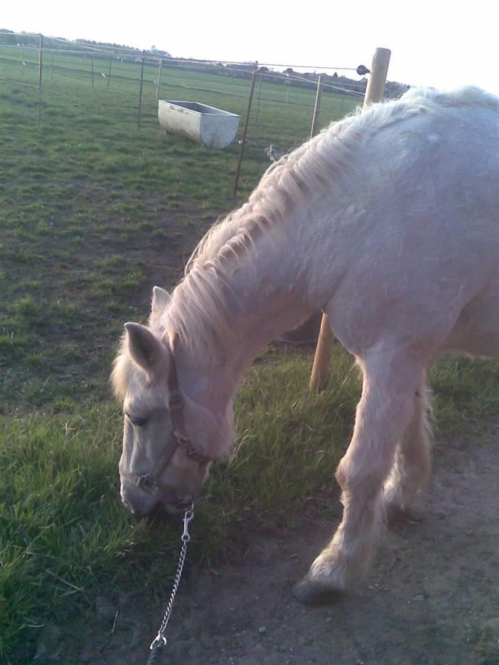 Anden særlig race minder om tekilla R.I.P < altid elsket og savnet - vores sidste tur sammen men dejlige ven  billede 12