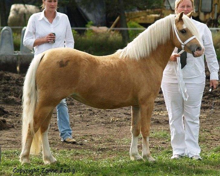 Welsh Mountain (sec A) Englykke´s Dior - Dior og jeg i Nørre Snede 2010 billede 13