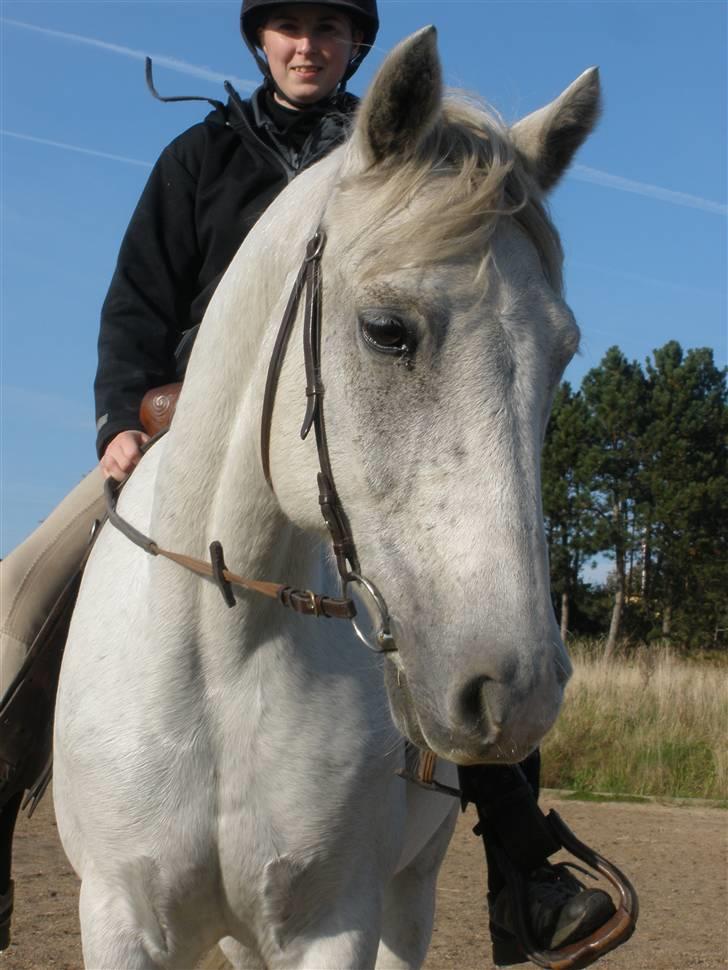 Connemara Flying A / Amico - D. 7/10-09 - Foto: Cmpe billede 2