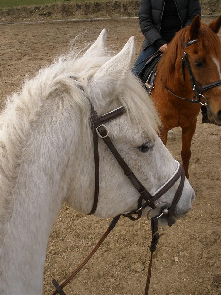 Connemara Flying A / Amico - D. 9/4-10 - Foto: SR billede 3