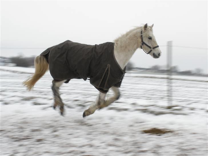 Connemara Flying A / Amico - D. 13/1-10 - Foto: SR billede 4