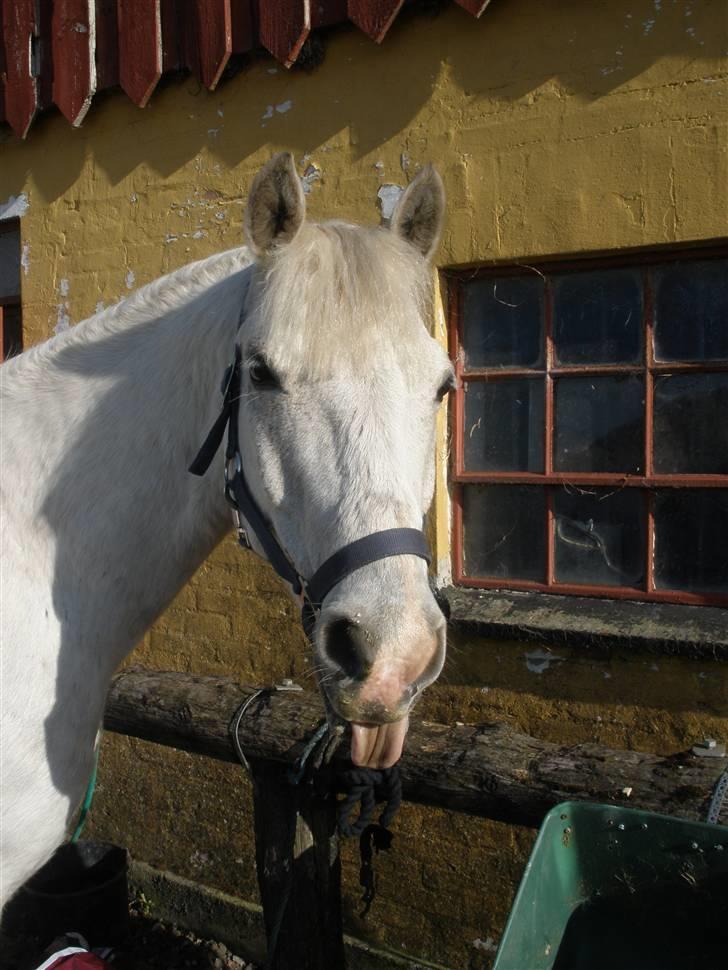 Connemara Flying A / Amico - D. 15/5-09 - Foto: SR billede 5