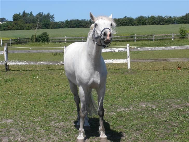 Connemara Flying A / Amico - D. 13/6-09 - Foto: SR billede 6