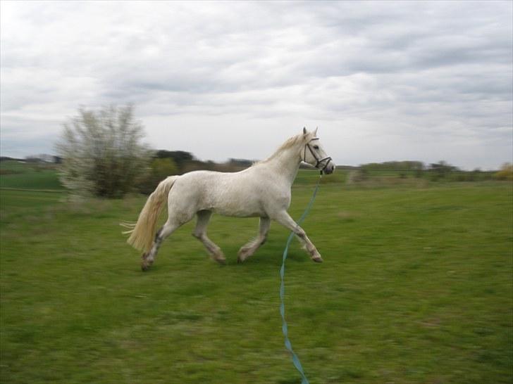 Connemara Flying A / Amico - D. 3/5-10 - Foto: SR billede 7