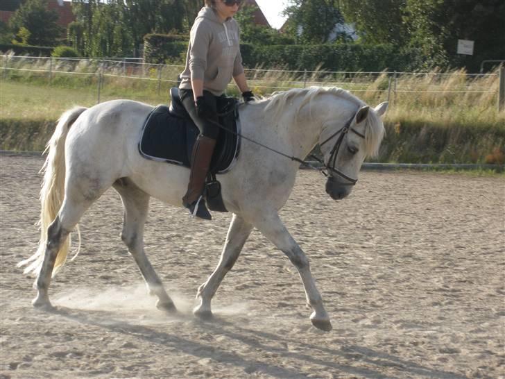 Connemara Flying A / Amico - D. 30/7-09 - Foto: SR billede 8