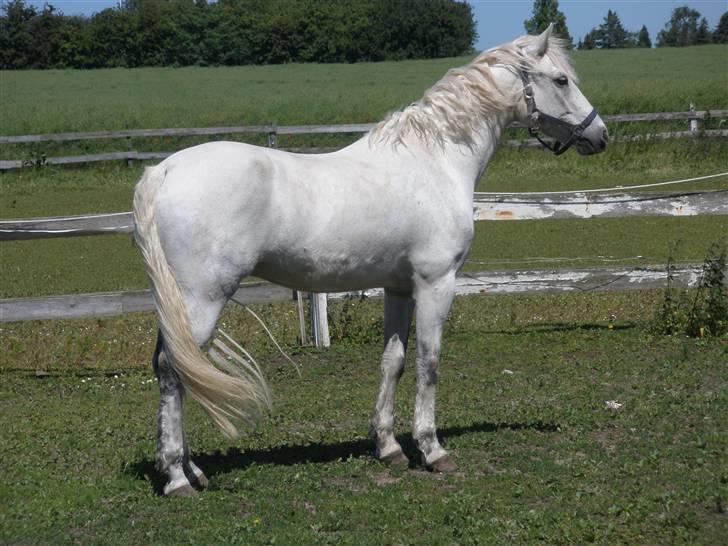Connemara Flying A / Amico - D. 13/6-09 - Foto: SR billede 9