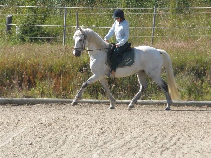 Connemara Flying A / Amico - D. 23/6-09 - Foto: SR billede 21