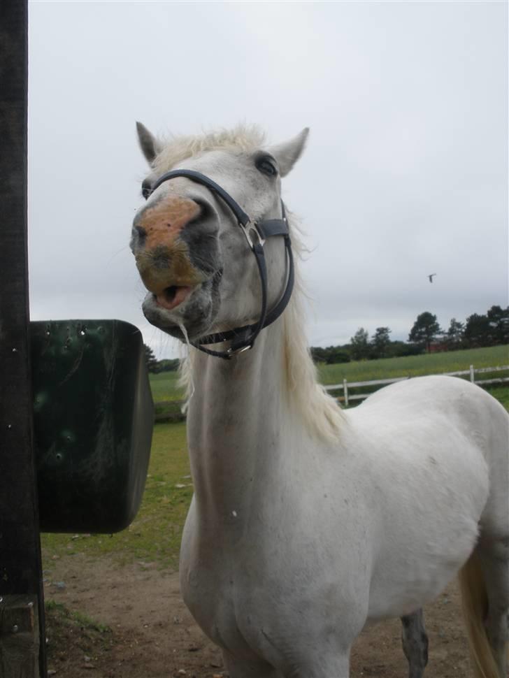 Connemara Flying A / Amico - D. 4/6-09 - Foto: SR billede 10