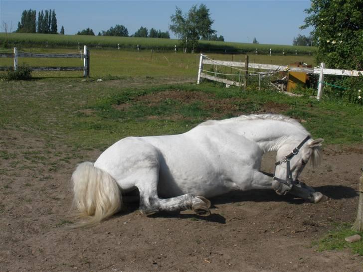 Connemara Flying A / Amico - D. 31/5-09 - Foto: SR billede 11