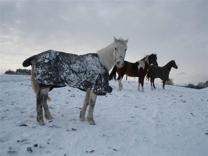Connemara Flying A / Amico - D. 17/12-09 - Foto: SR billede 12