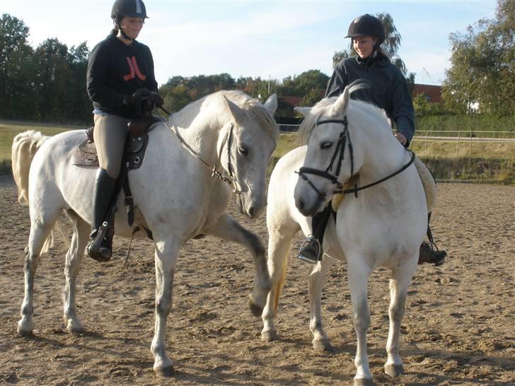 Connemara Flying A / Amico - D. 7/10-09 - Foto: Cmpe billede 13