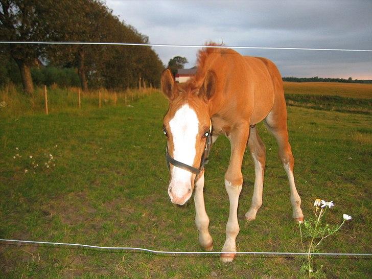 Dansk Varmblod Caiser - Caiser som føl billede 3