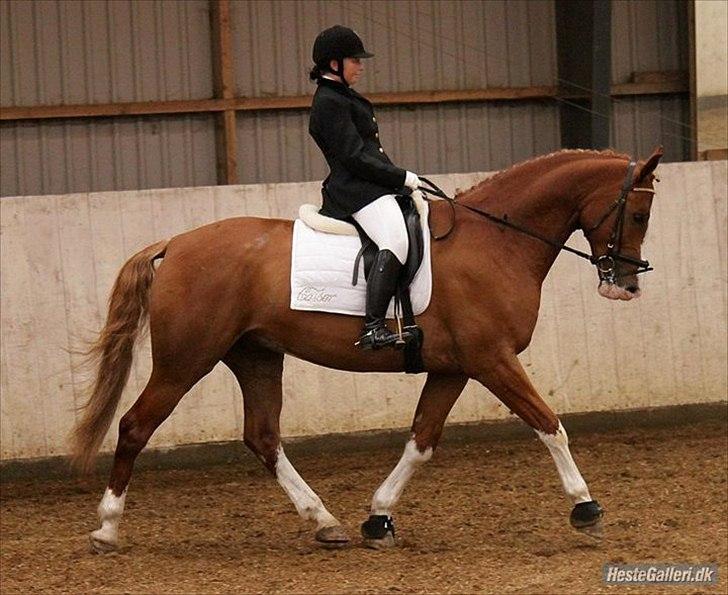 Dansk Varmblod Caiser - Lb1 april 2011 billede 15