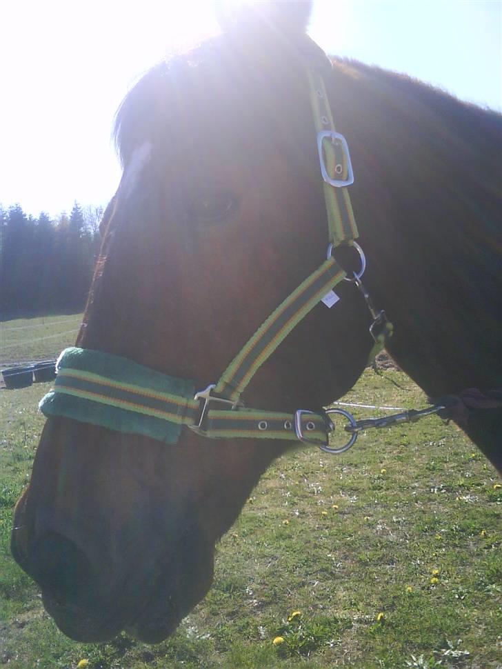 Anden særlig race speed - Rauw han er smuk :O billede 18