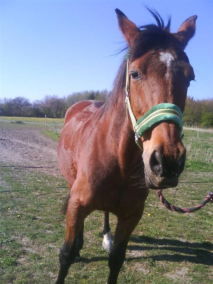 Anden særlig race speed - super lækker ny grime <3 er han ikke bare lækker :P billede 19