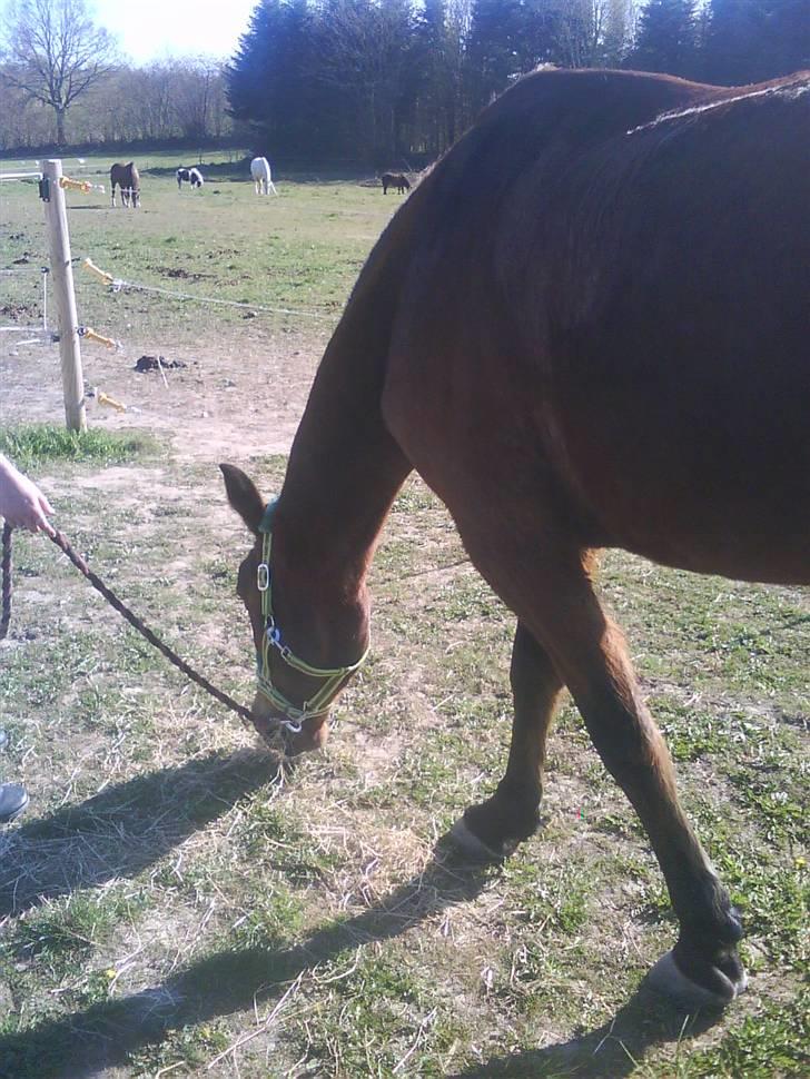 Anden særlig race speed billede 20