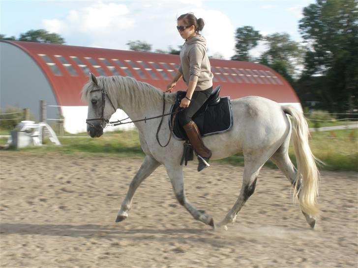 Connemara Flying A / Amico - D. 30/7-09 - Foto: SR billede 14