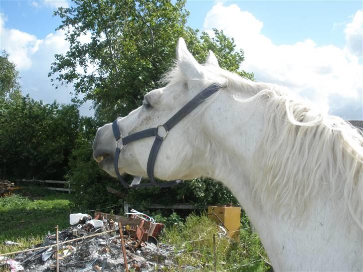 Connemara Flying A / Amico - D. 28/5-09 - Foto: SR billede 15