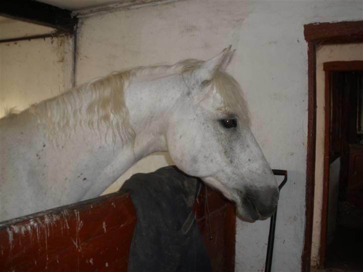 Connemara Flying A / Amico - D. 15/6-09 - Foto: SR billede 16