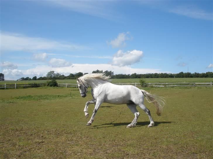 Connemara Flying A / Amico - D. 19/6-09 - Foto: MP billede 17