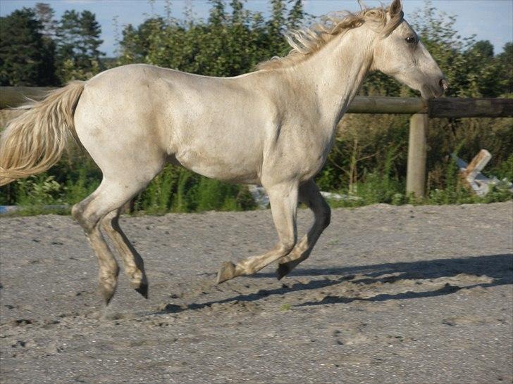 Connemara Flying A / Amico - D. 19/8-10 - Foto: SR billede 18