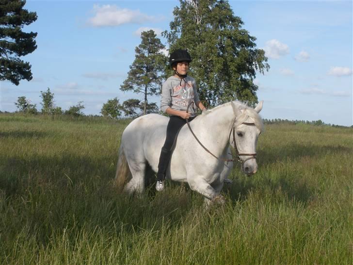Connemara Flying A / Amico - D. 15/6-09 - Foto: SR billede 19