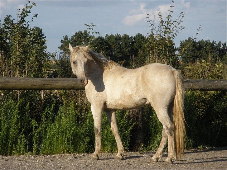 Connemara Flying A / Amico - D. 19/8-10 - Foto: SR billede 1