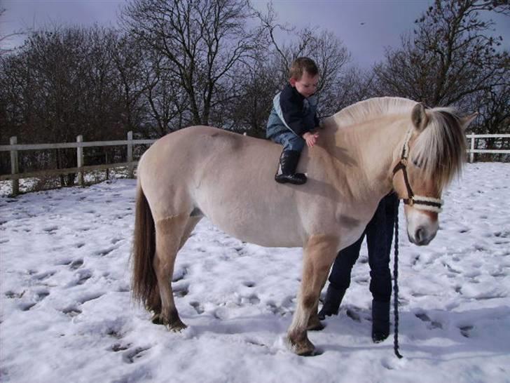 Fjordhest Theodora - Min lille søn Oliver på snart 3år for lige en ridetur. billede 3