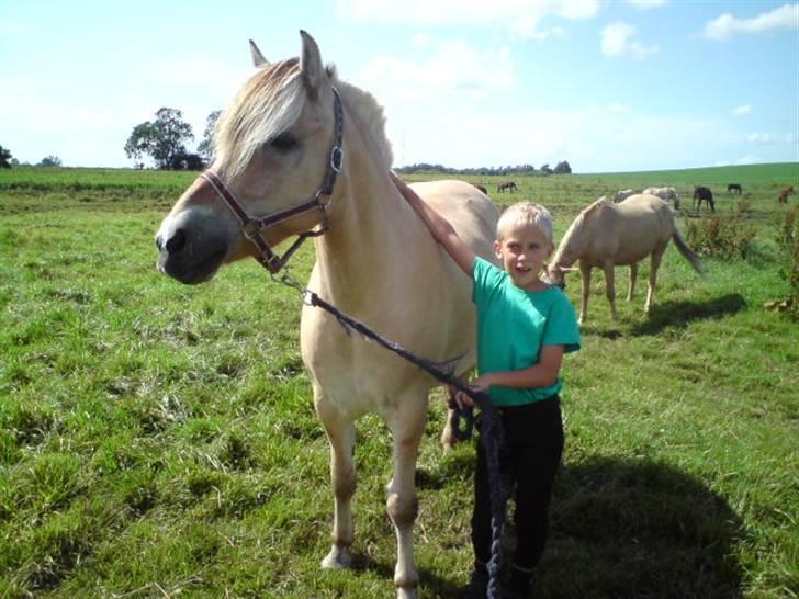 Fjordhest Theodora - Theodora og min store dreng Nicolai på 8 år billede 4