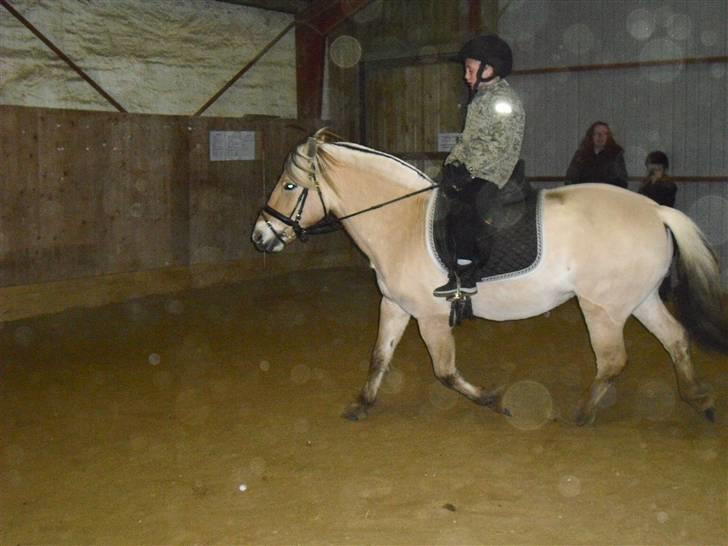 Fjordhest Theodora - Min store dreng på 8 år rider selv rundt... han bliver dygtig en dag billede 8