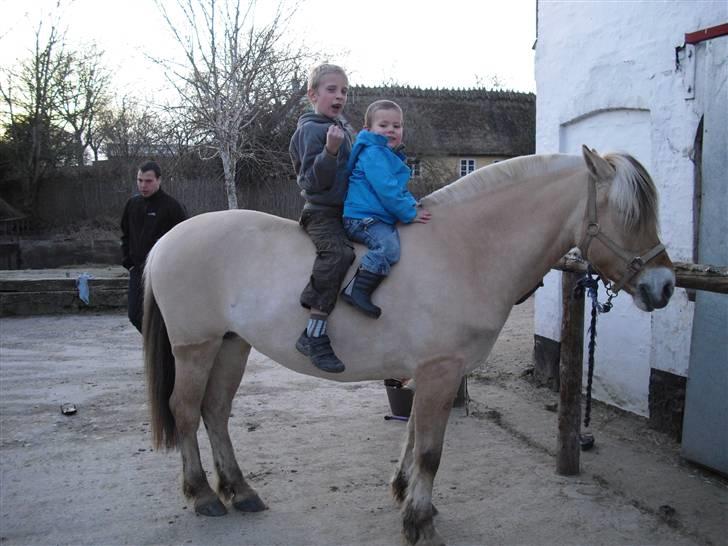 Fjordhest Theodora - mine to drenge på Theodora billede 9