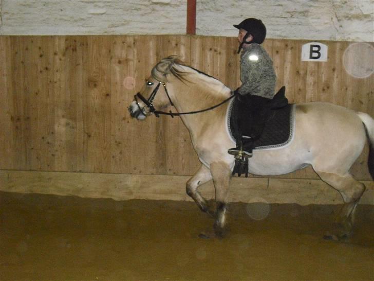 Fjordhest Theodora - min store dreng traver på Theodora billede 10