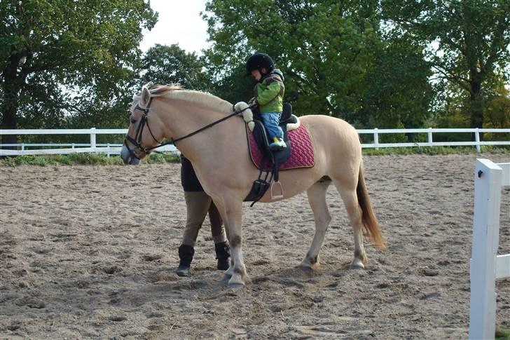 Fjordhest Theodora - min kone og min lille dreng rider lidt  billede 11