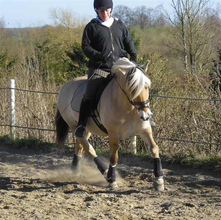 Fjordhest Theodora billede 16