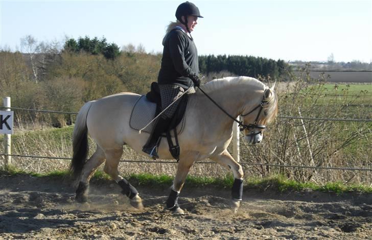 Fjordhest Theodora billede 18
