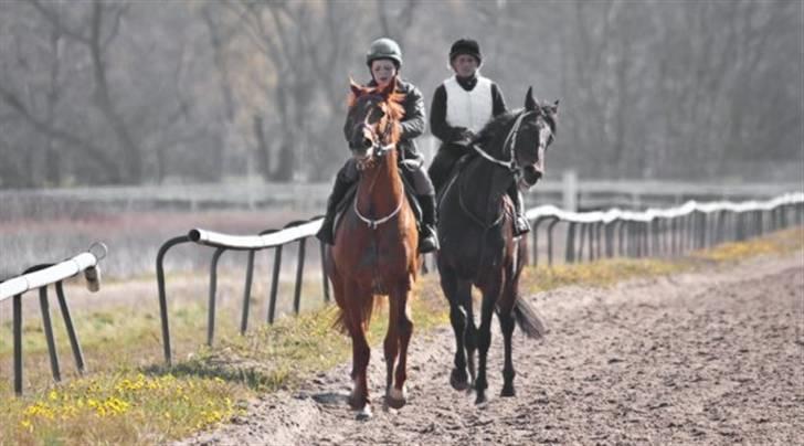 Fuldblod (XX) action time (Flyttet) billede 20