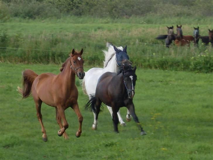Arabisk fuldblod (OX) GHAZAL AL BAHIR. VINDENS SANG - De tre meget gode venner. Ghazal, Alexander & Saén.  billede 6