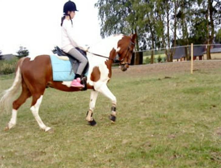 Anden særlig race Quick step<3 - Velkommen til Quick step´s profil (: billede 1