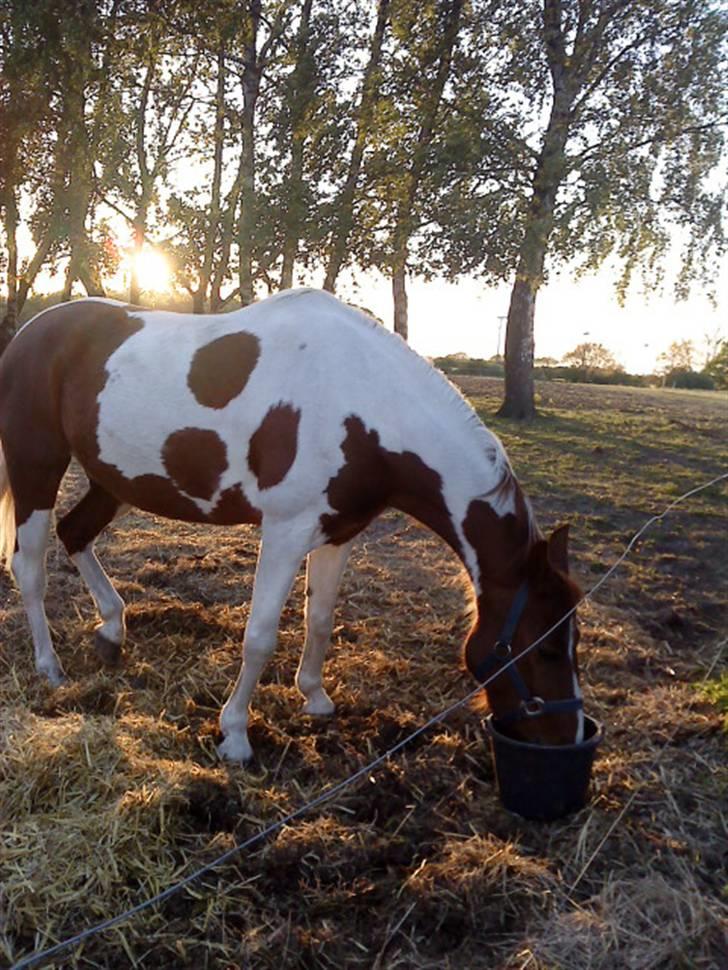 Anden særlig race Quick step<3 billede 3