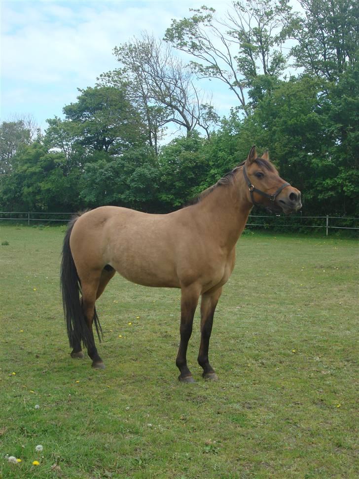 Anden særlig race  | Isabella * min skat :') SOLGT - Min smukke ponii <3 :)  billede 9