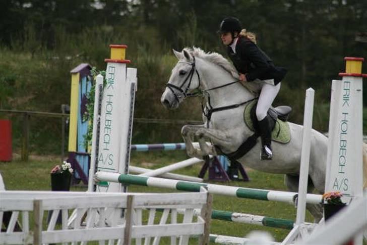 Lipizzaner Lipi (solgt) billede 15