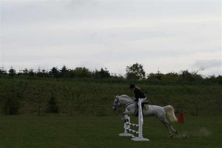 Lipizzaner Lipi (solgt) billede 16