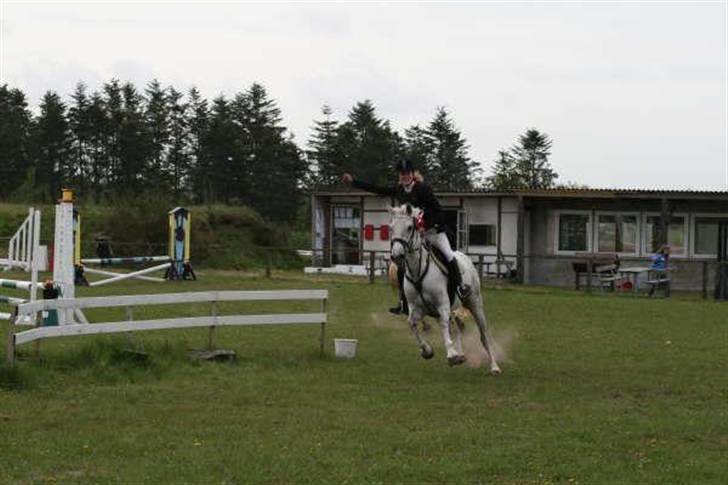 Lipizzaner Lipi (solgt) billede 19