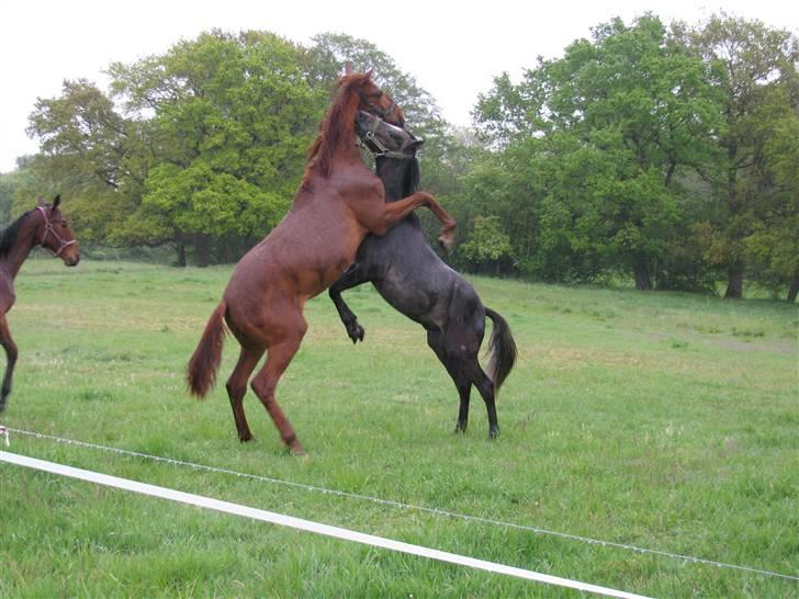 Lusitano Don Cavalo - sommer 2009 billede 16