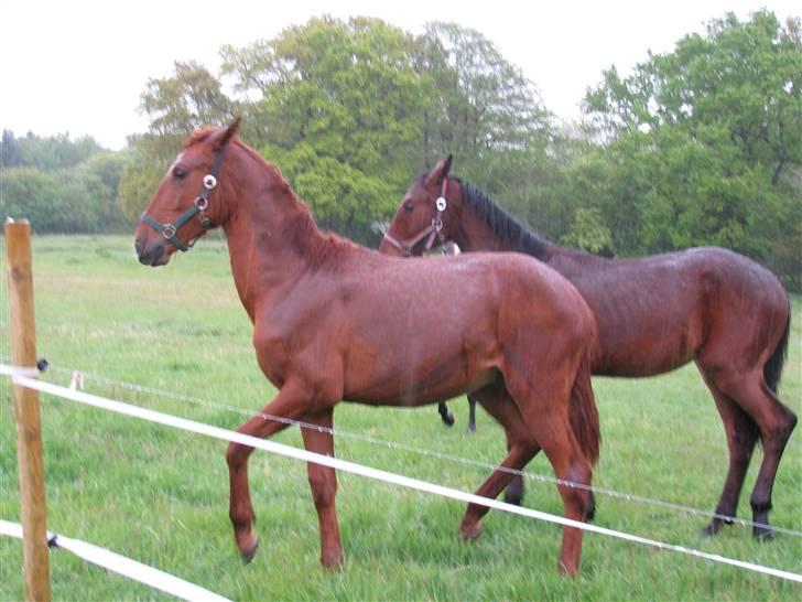 Lusitano Don Cavalo - sommer 2009 billede 17