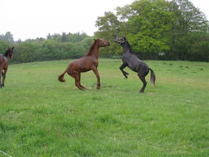 Lusitano Don Cavalo - sommer 2009 billede 19